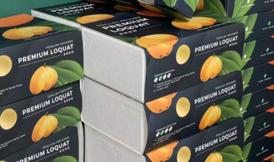 泰萊琵琶 超大果 2kg禮盒