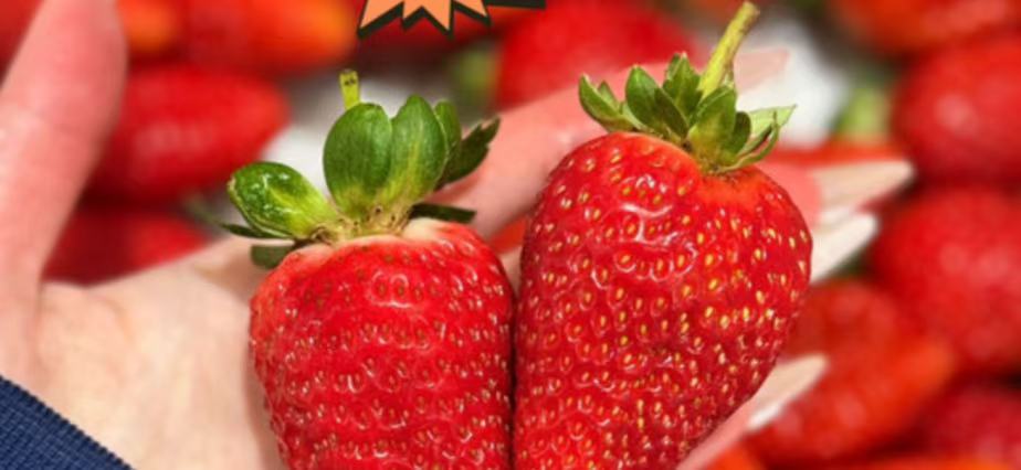 澳洲進口 昆士蘭土豪大草莓 500g