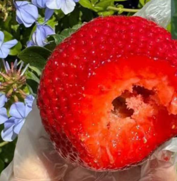 澳洲進口 昆士蘭土豪大草莓 500g