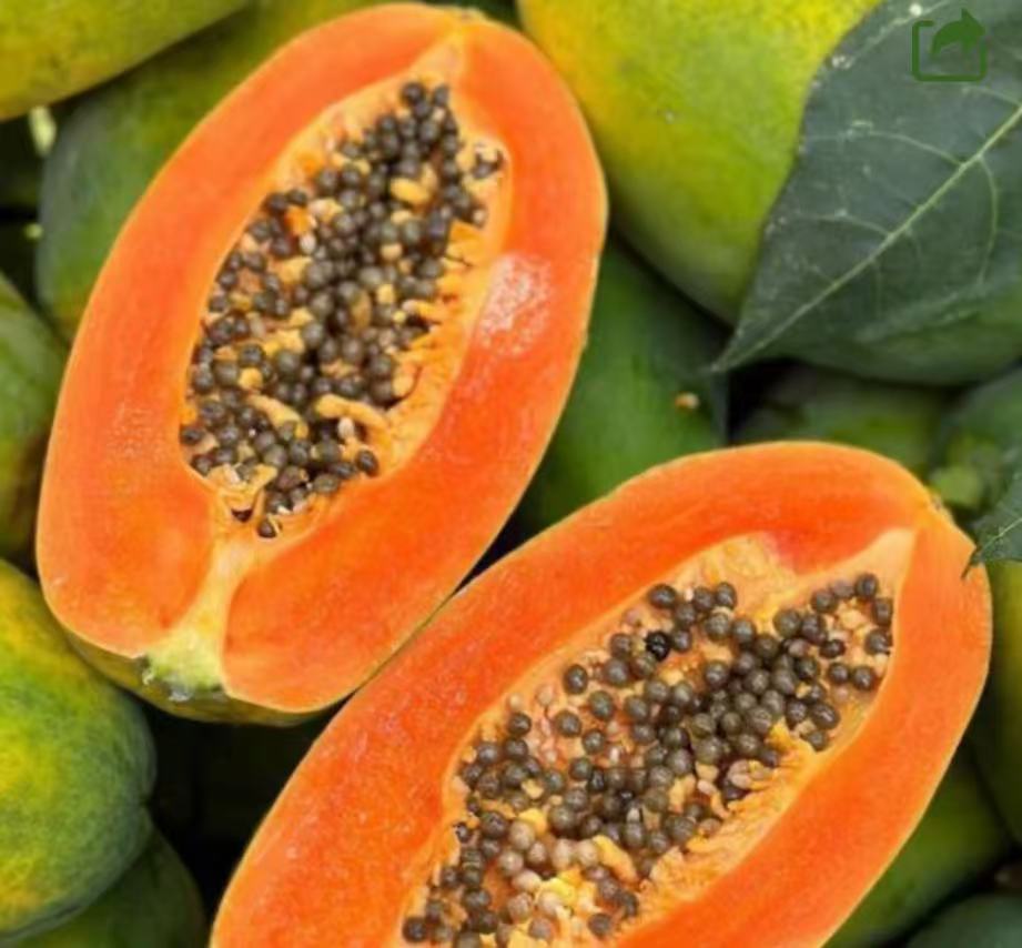 澳洲進口 北領地 紅心木瓜 6顆