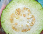 澳洲進口 白心番石榴 900g