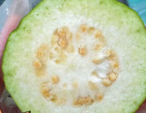 澳洲進口 白心番石榴 900g