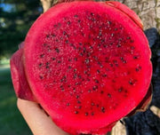 越南進口 紅心火龍果 2顆