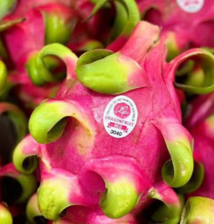 越南進口 紅心火龍果 2顆