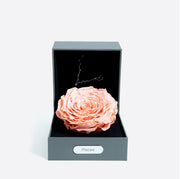 雙魚座（02/19 - 03/20）