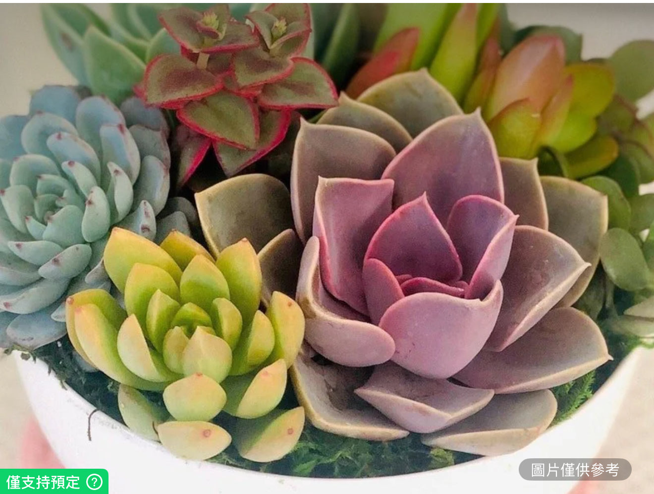 6 英吋彩色鮮活多肉植物