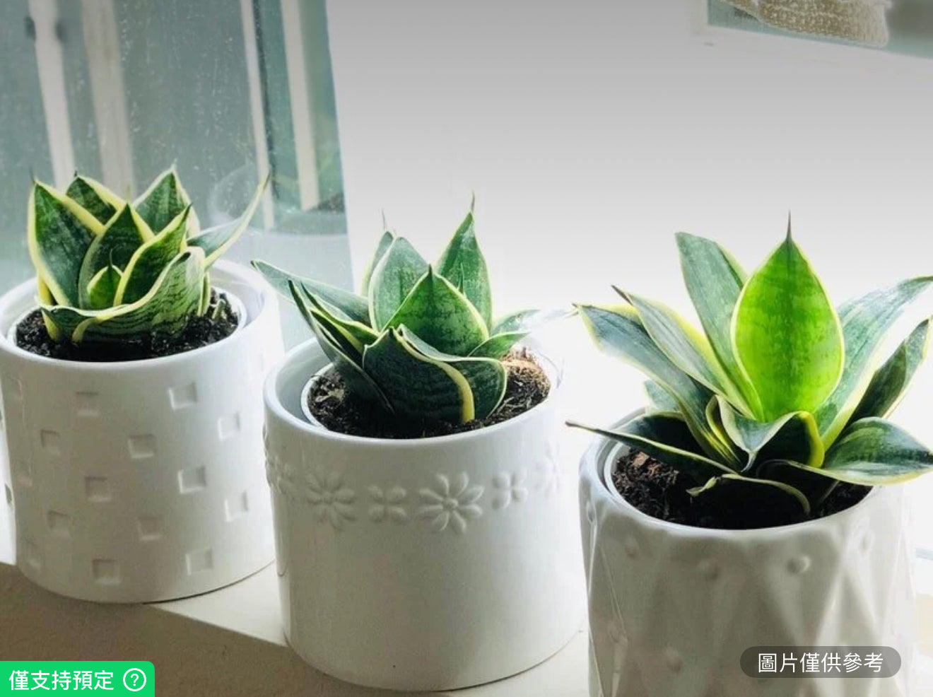 4英吋白色花紋陶瓷盆