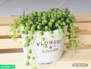 活體4英吋白色珍珠串