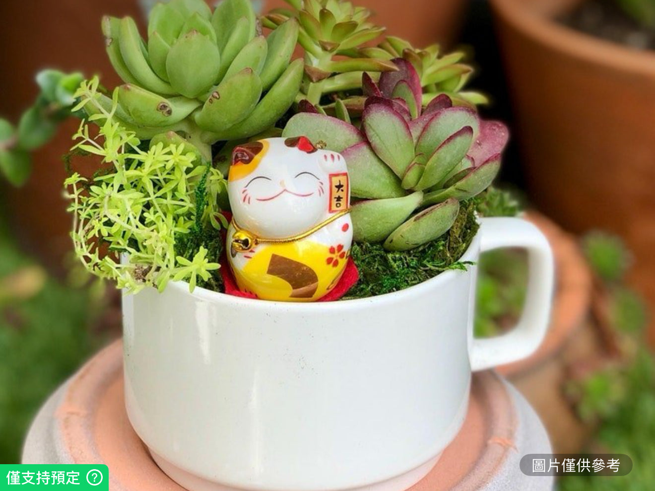 招財貓配活體多肉植物