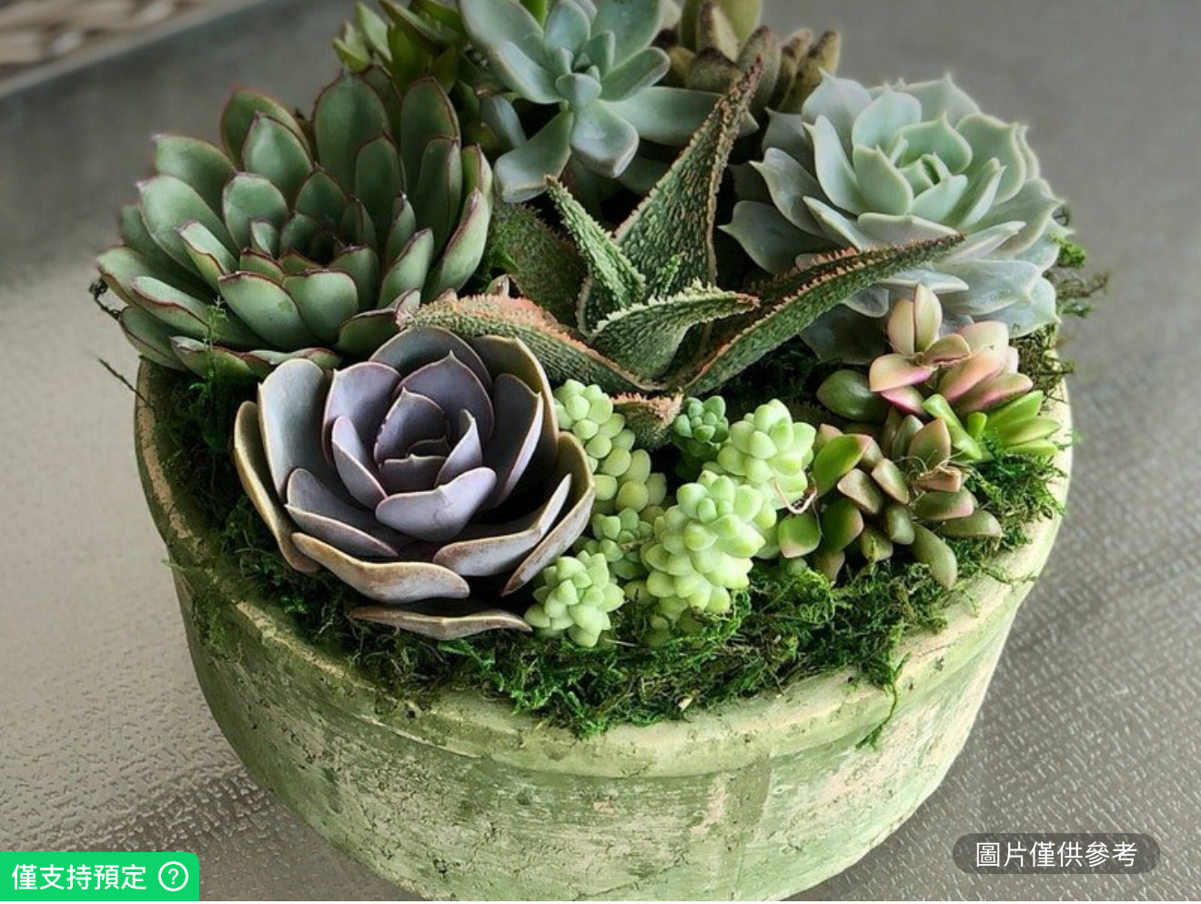 復古多肉植物花園