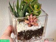 3英吋玻璃立方體花盆