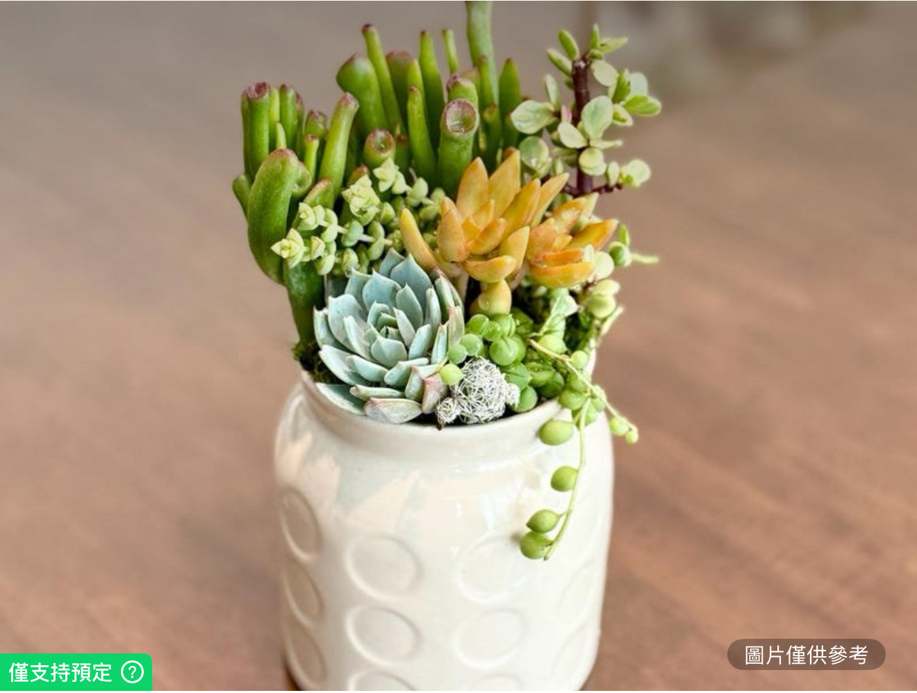 小型多肉植物罐