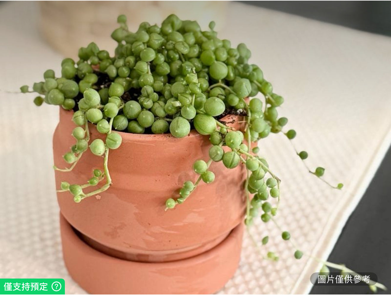 帶托盤的陶土花盆