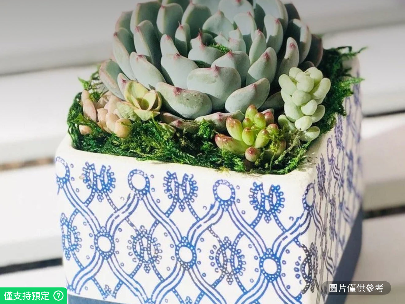 鄉村風格陶瓷藍白花盆多肉植物