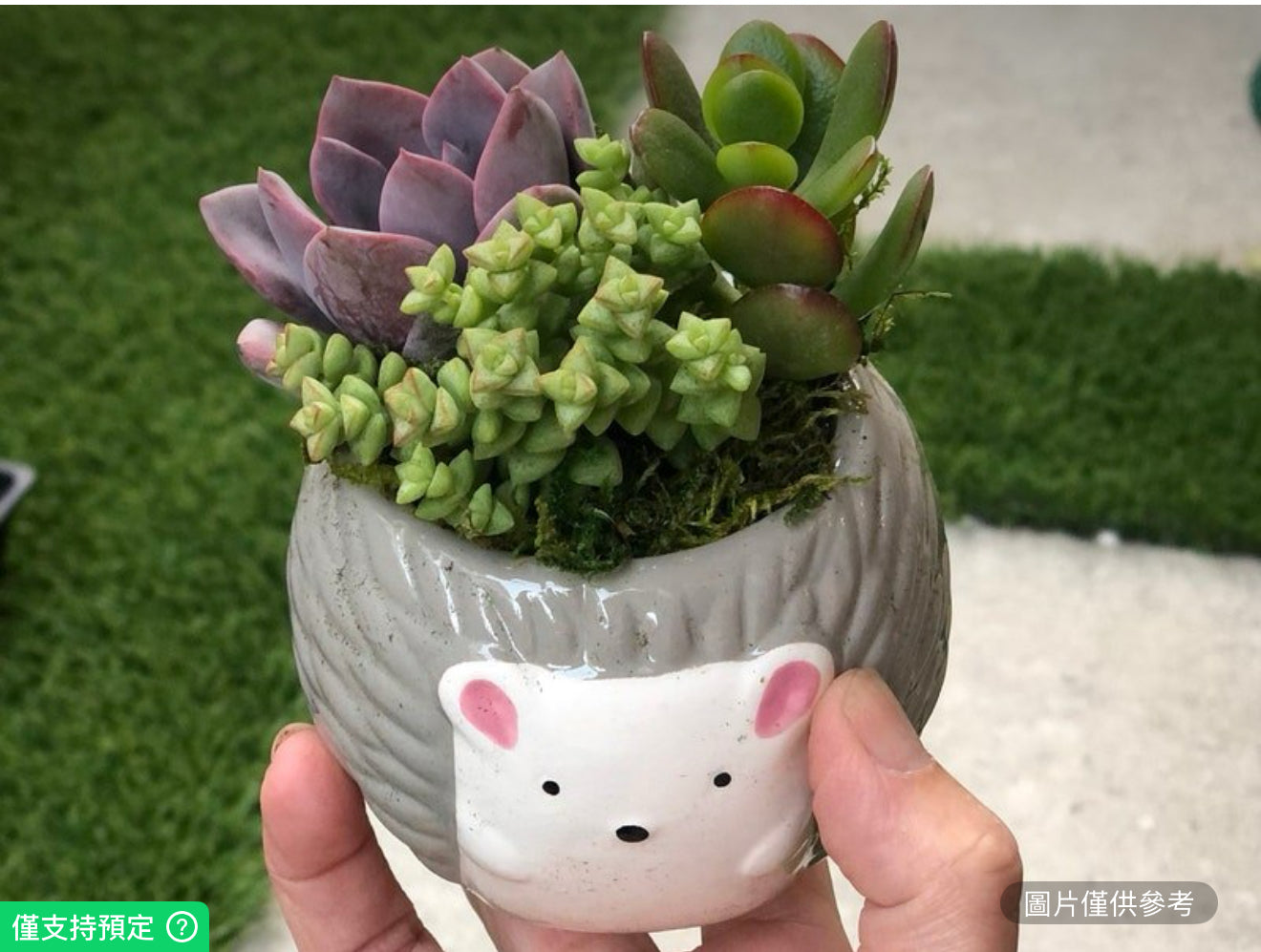 北極熊多肉植物