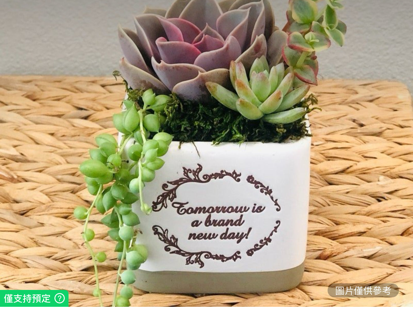 陶瓷立方體花盆鮮活多肉植物