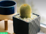 黑色花盆活金桶仙人掌