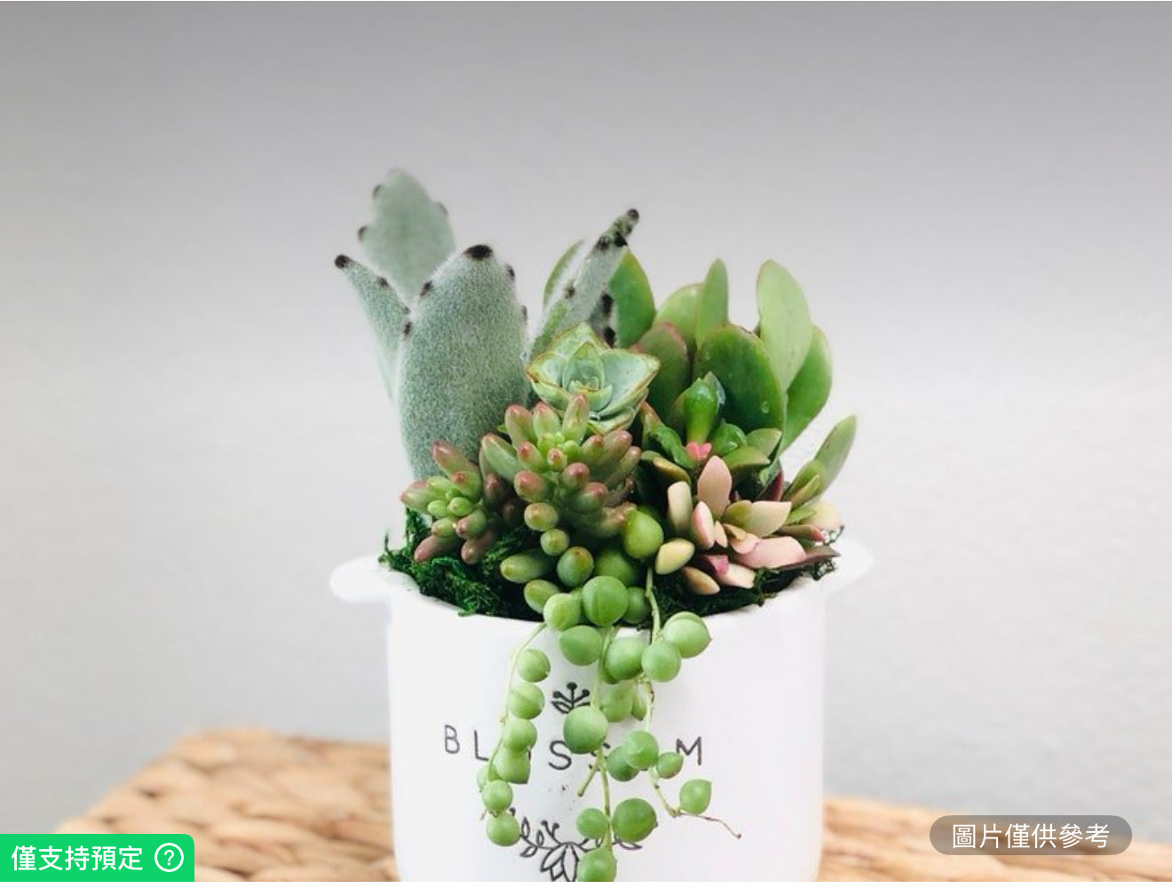 陶瓷盆栽多肉植物