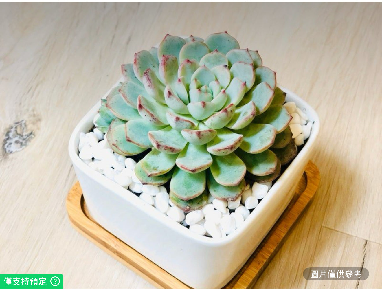 活盆栽藍色多肉植物