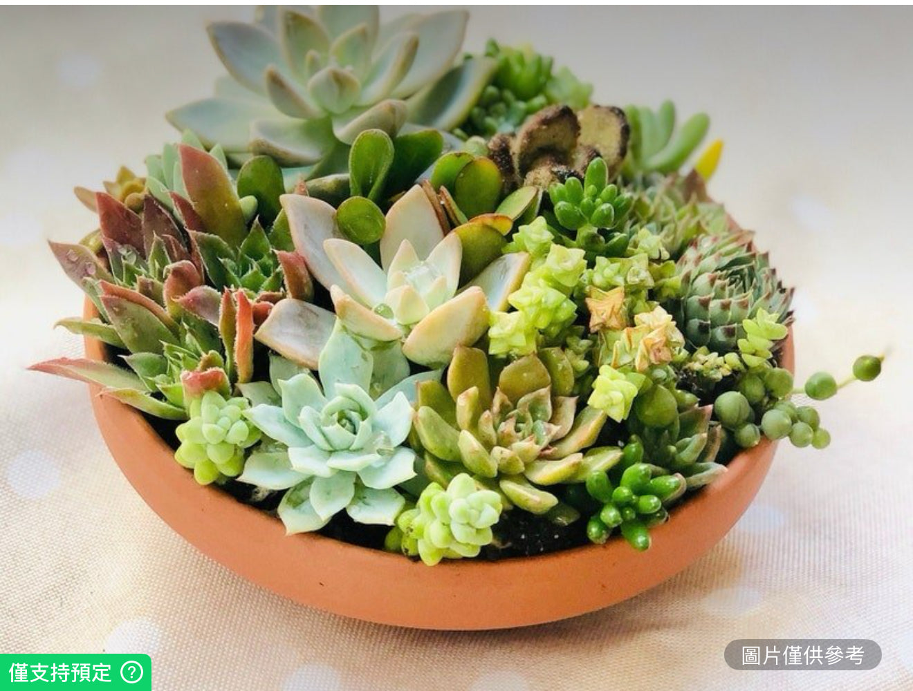 赤陶圓形花盆活體多肉植物