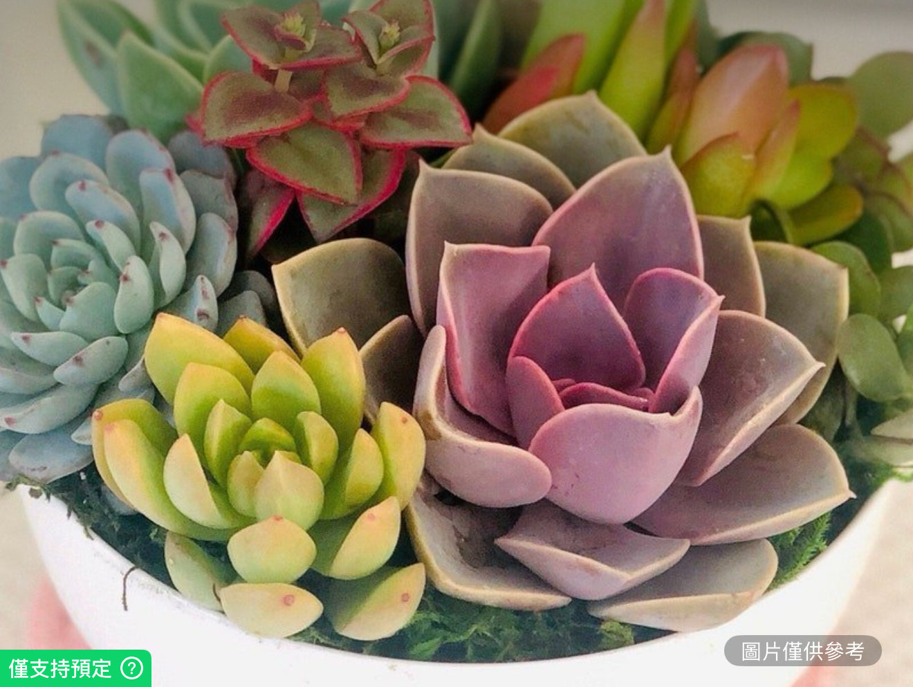 7英吋彩色鮮活多肉植物