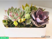 6.5英吋白色時尚矩形花盆