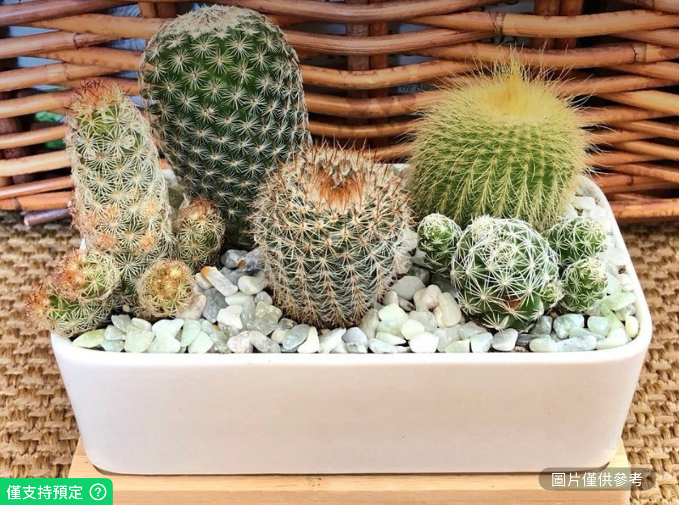 白色時尚長方形仙人掌種植園