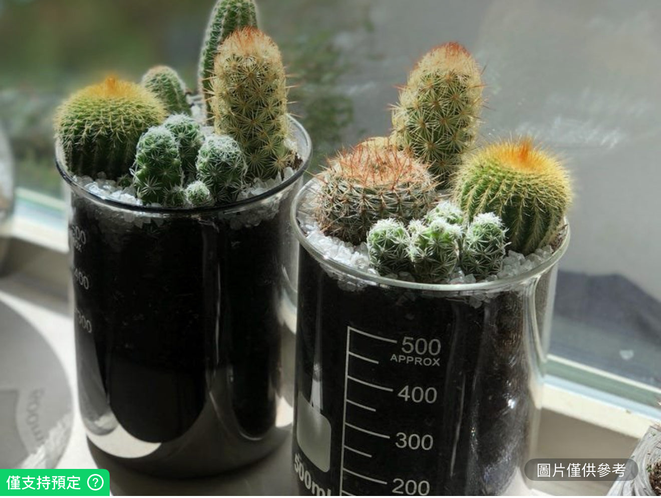 玻璃燒杯活體仙人掌