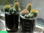 玻璃燒杯活體仙人掌