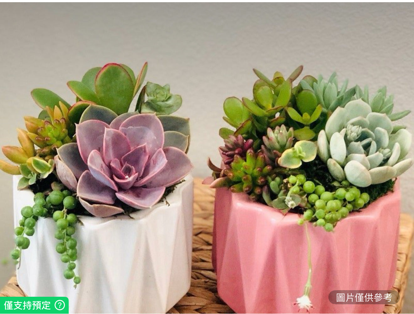 色彩鮮豔鮮活多肉植物