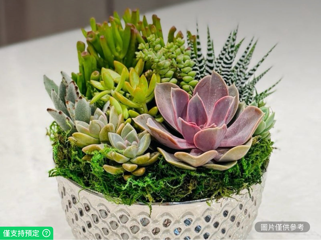 8英吋銀色盆時尚多肉花園
