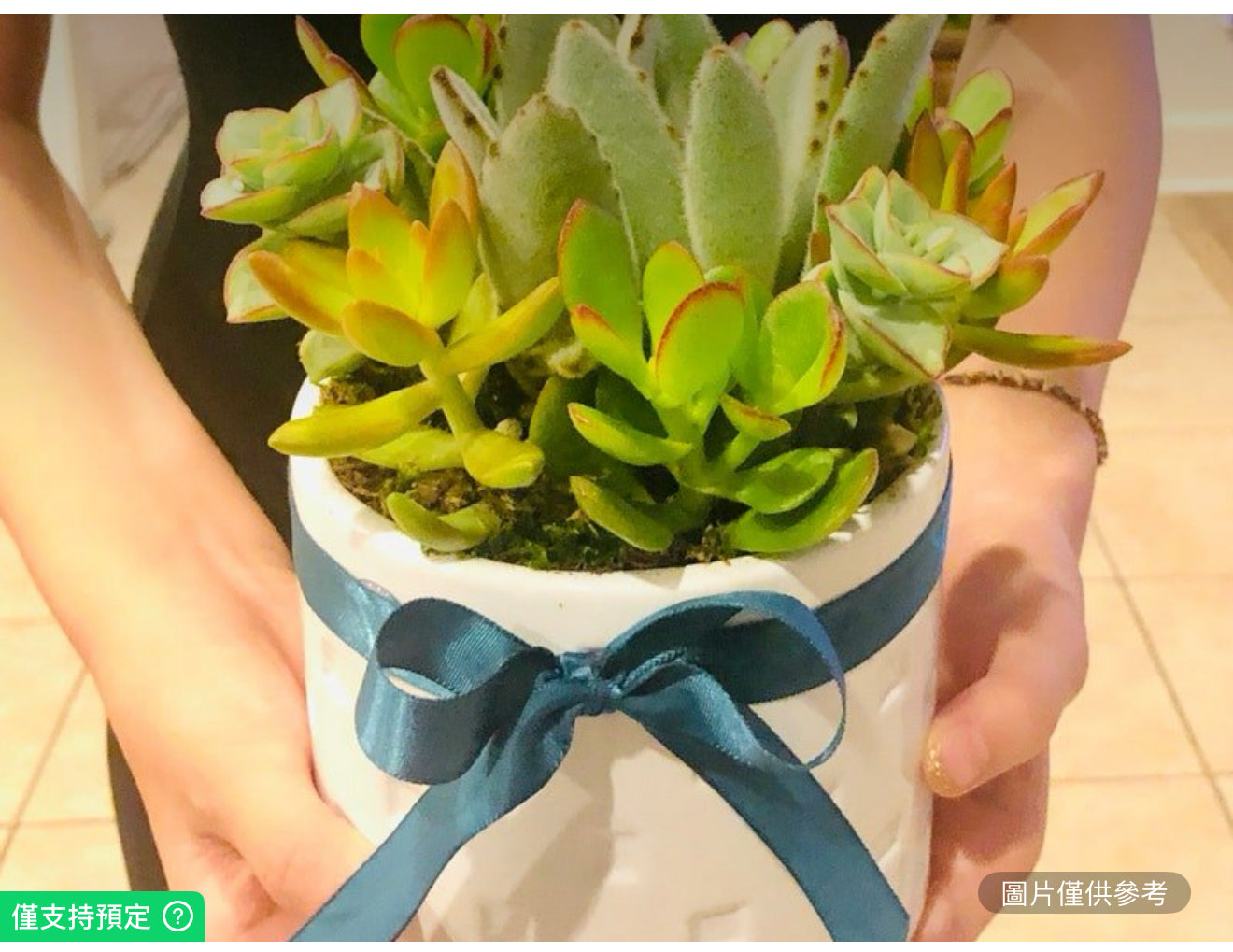 白色花盆多肉植物