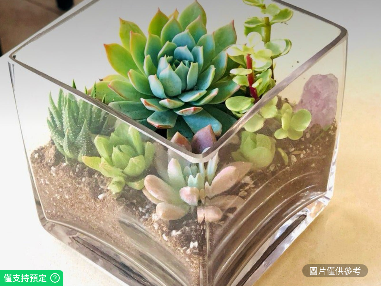玻璃立方盆多肉花園