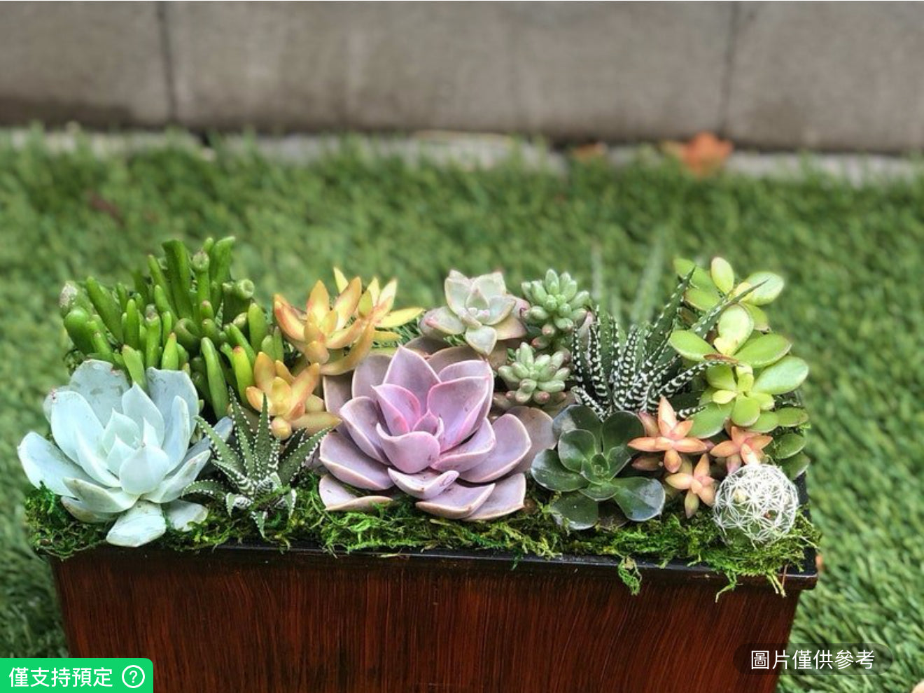 長方形木質花盆多肉植物