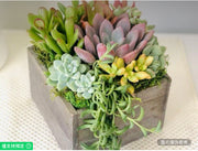 6英吋木箱花盆多肉植物