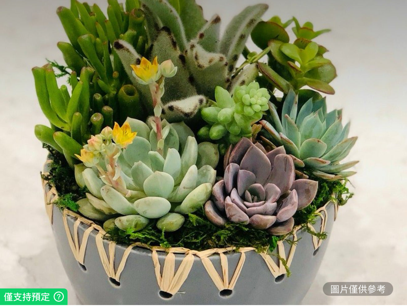 灰色拉菲草和陶瓷花瓶多肉植物