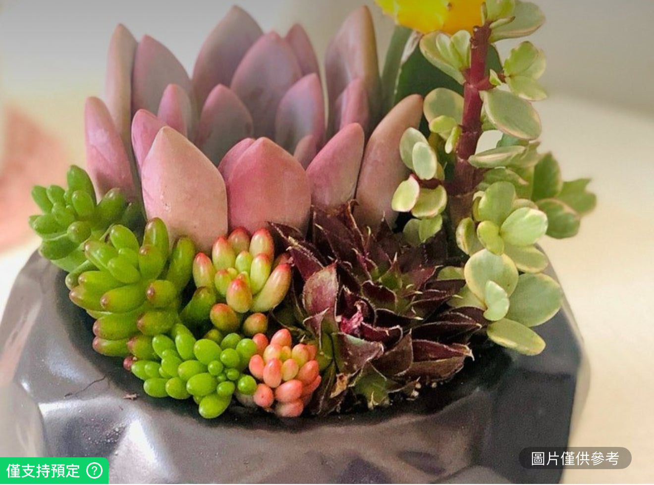 陶瓷黑鑽花盆多肉植物