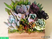 方形天然木花盆多肉植物