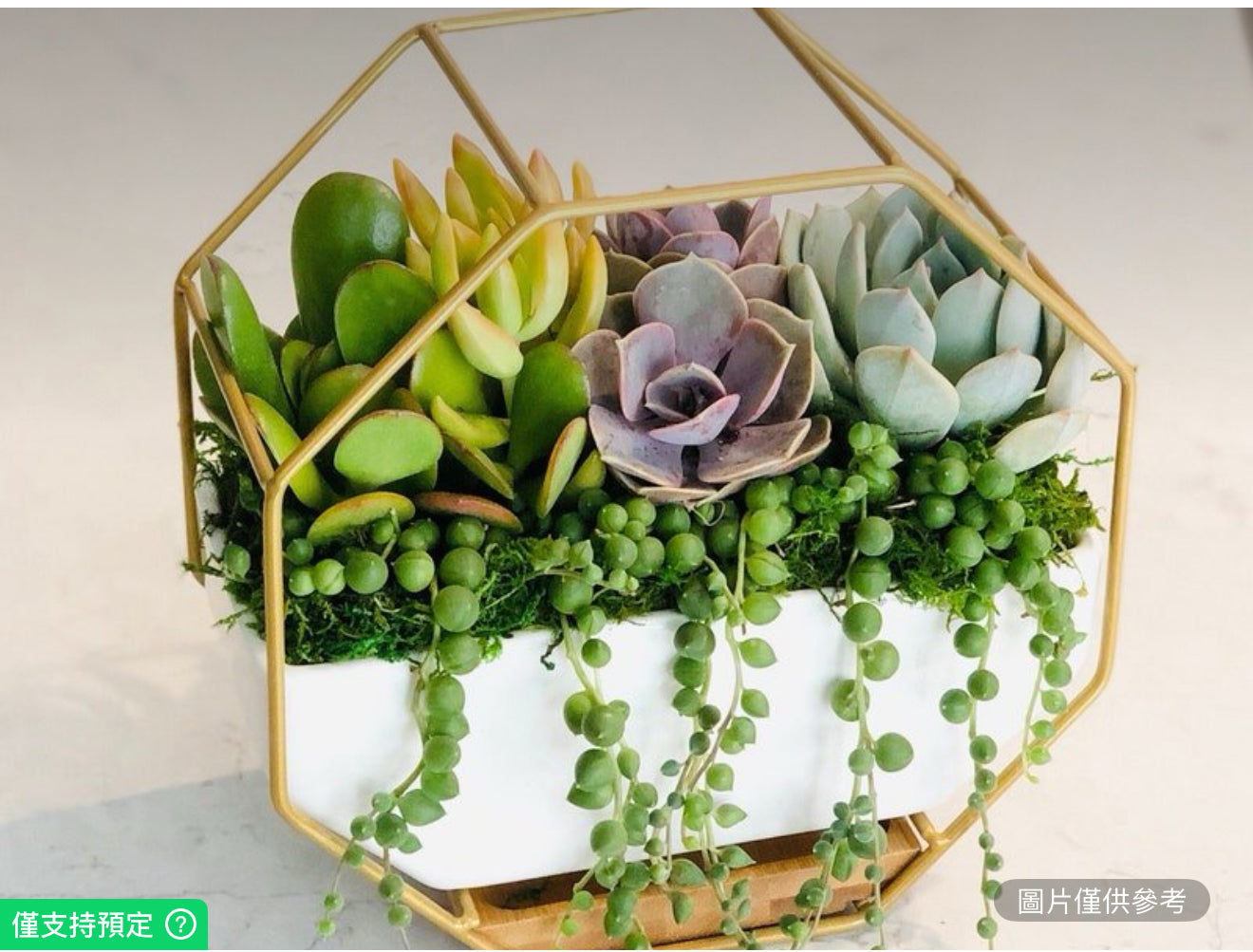 活體多肉植物金色支架