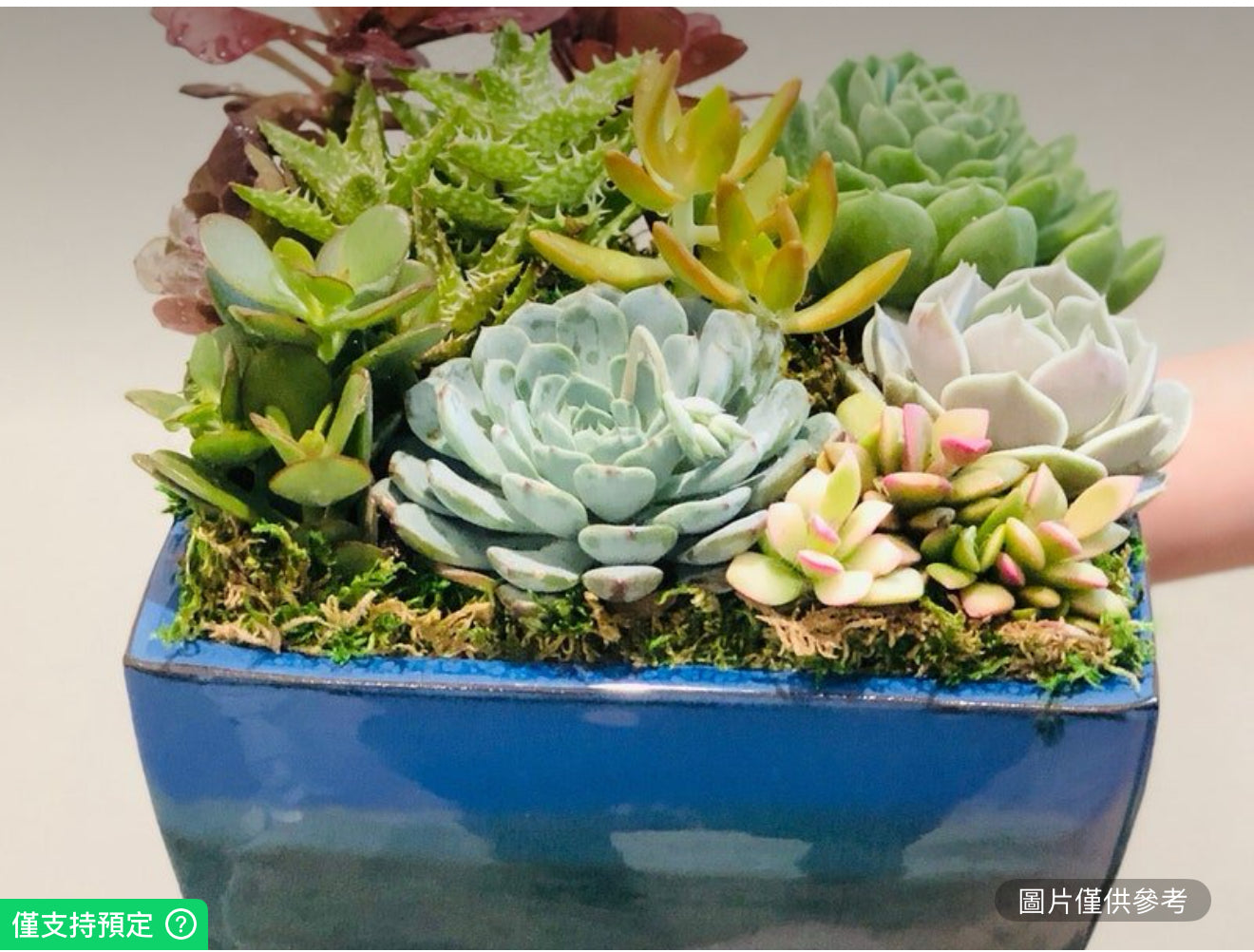 8英吋藍色陶瓷盆多肉組合