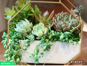 金色支架活體多肉植物