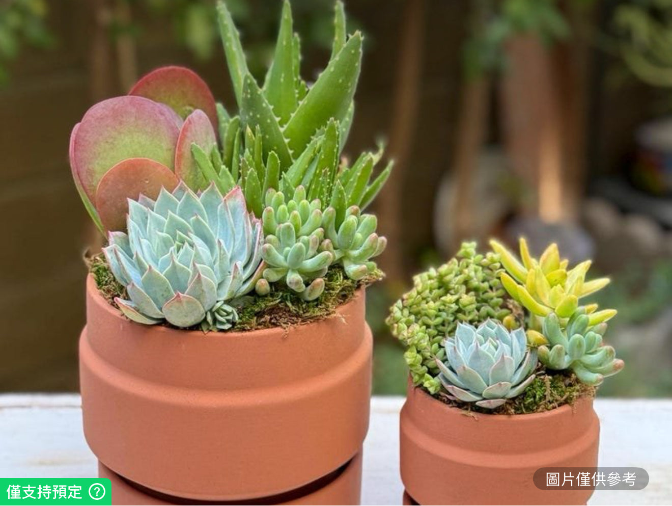 色彩鮮豔鮮活多肉植物