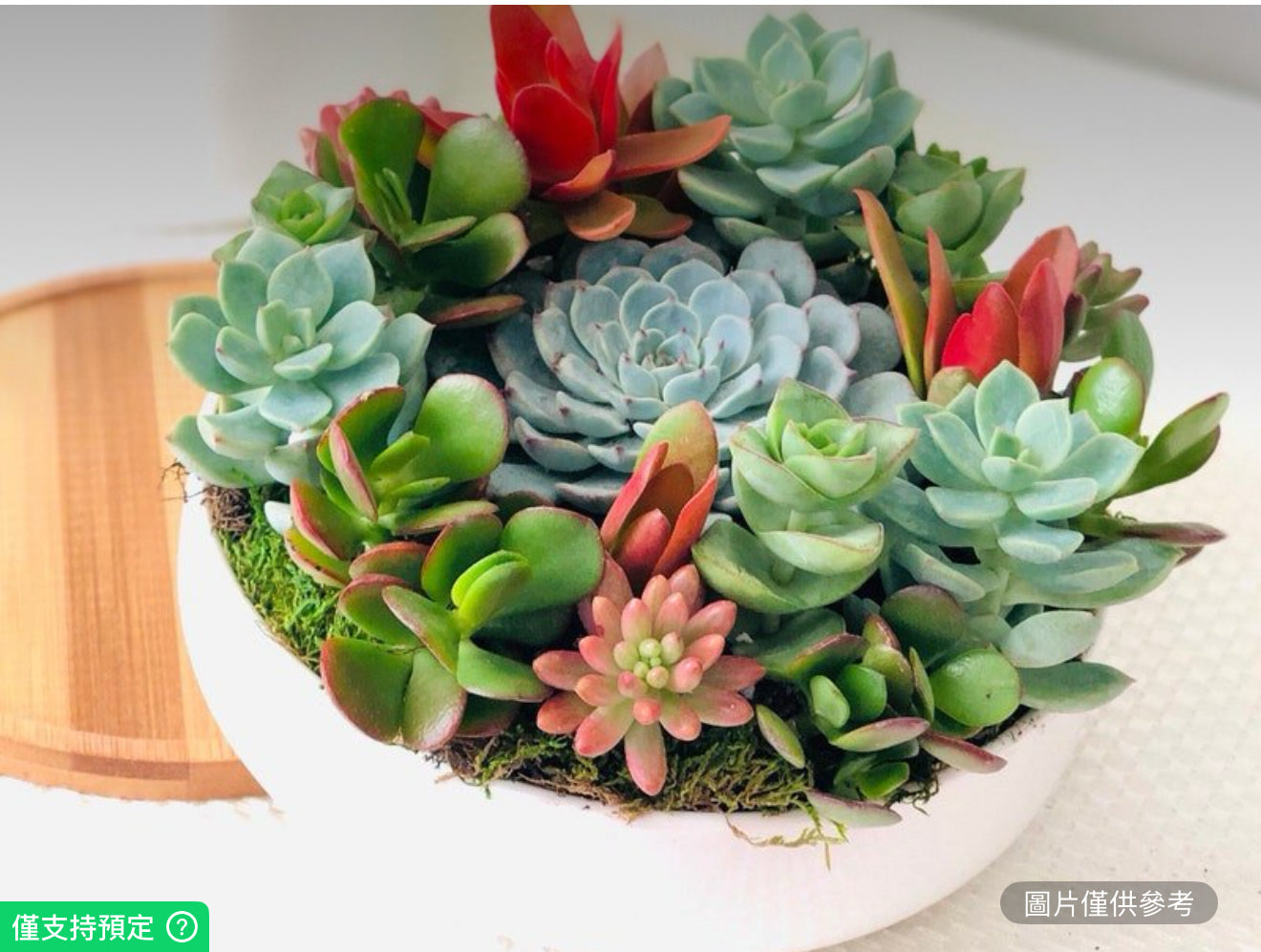 紅色盛開：6.25英吋活體多肉植物