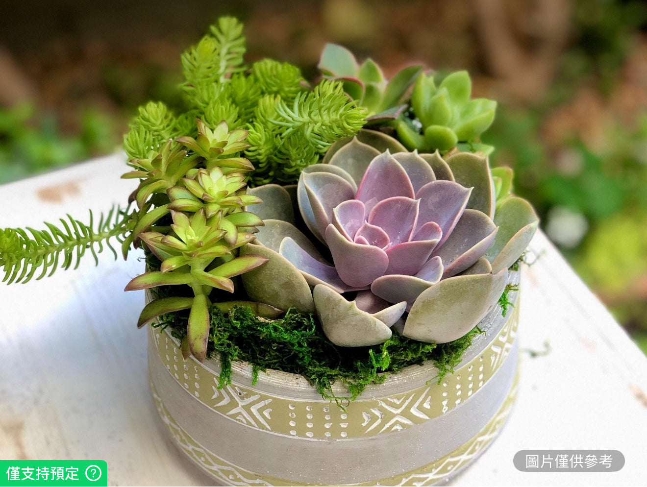 復古風格水泥花盆鮮活多肉植物