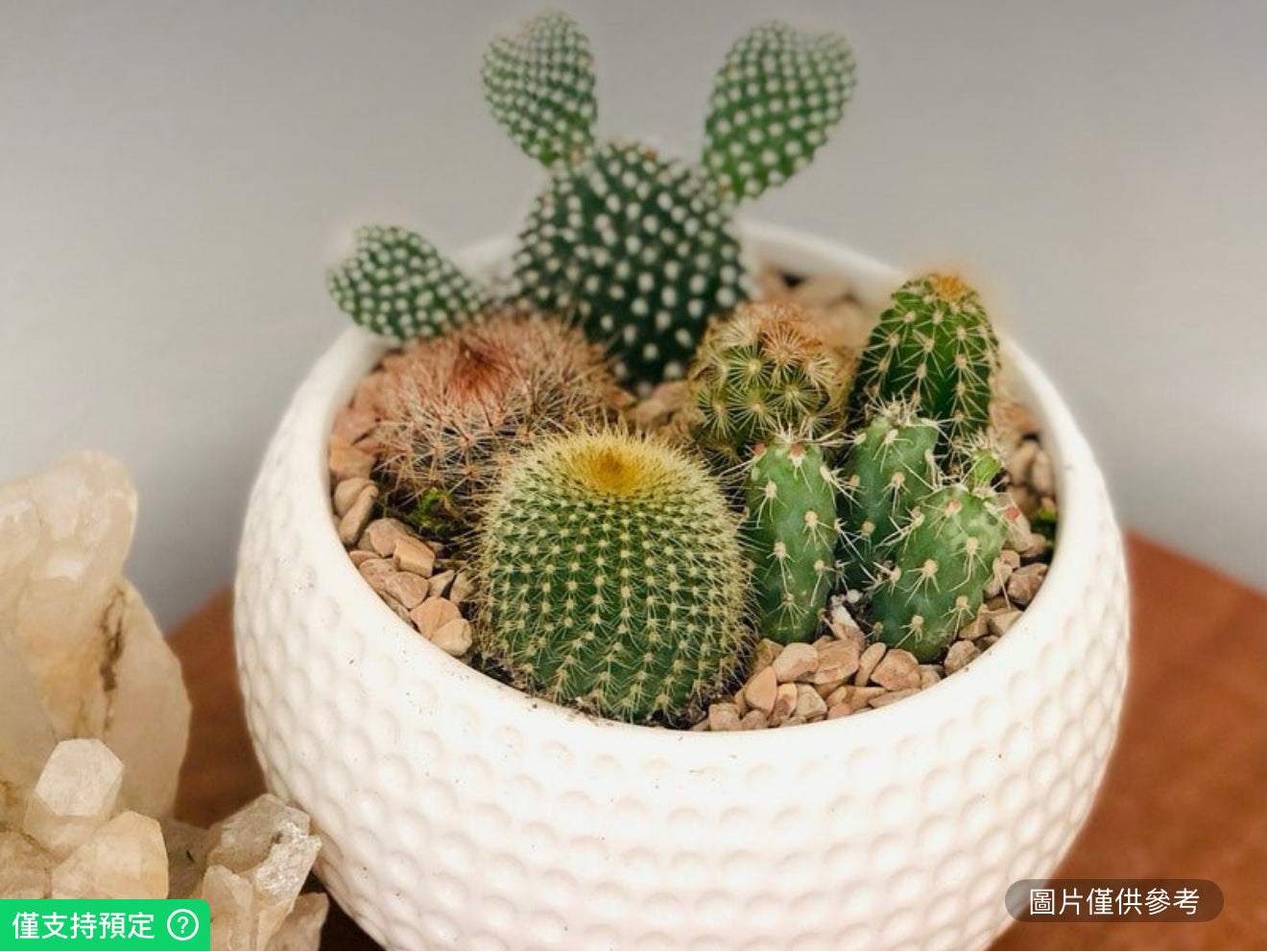 白色陶瓷高爾夫花盆鮮活仙人掌