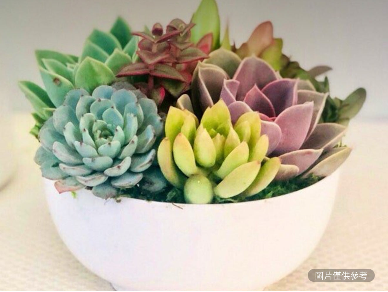 陶瓷白碗花盆多肉植物佈置
