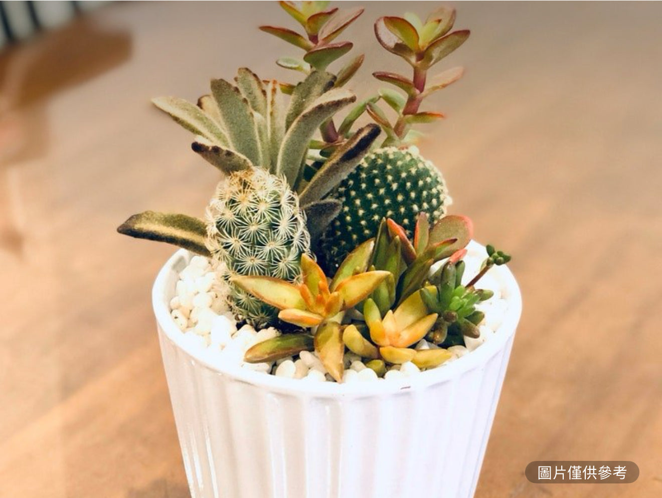 白色垂直線花盆活體仙人掌和多肉植物