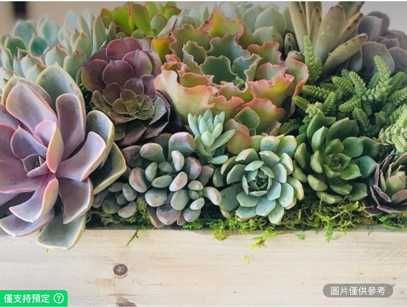 10英吋白色木盆