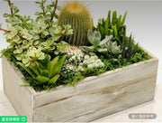 活體金色仙人掌和多肉植物