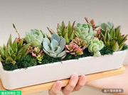 11英吋活體多肉植物